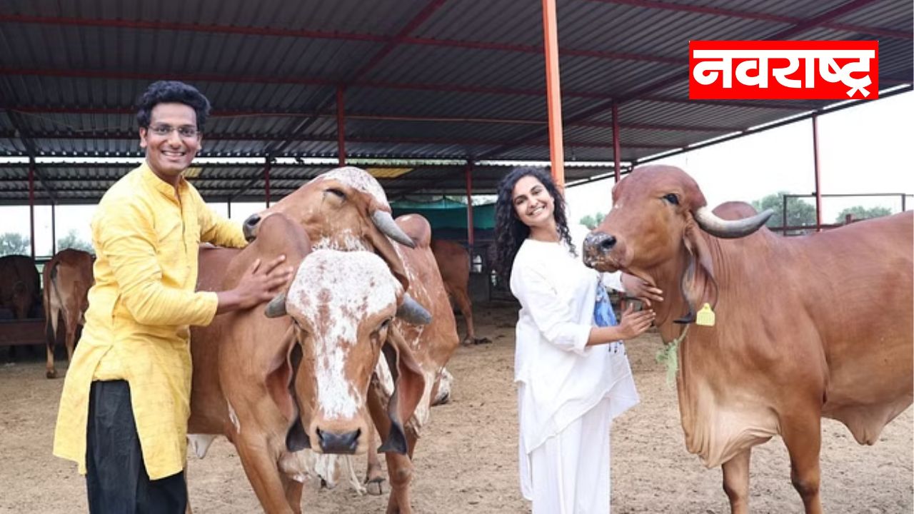 100 गीर गायींचा गोठा उभारला; इंजिनीअर तरुण पत्नीसह करतोय वर्षाला कोट्यवधींची उलाढाल!