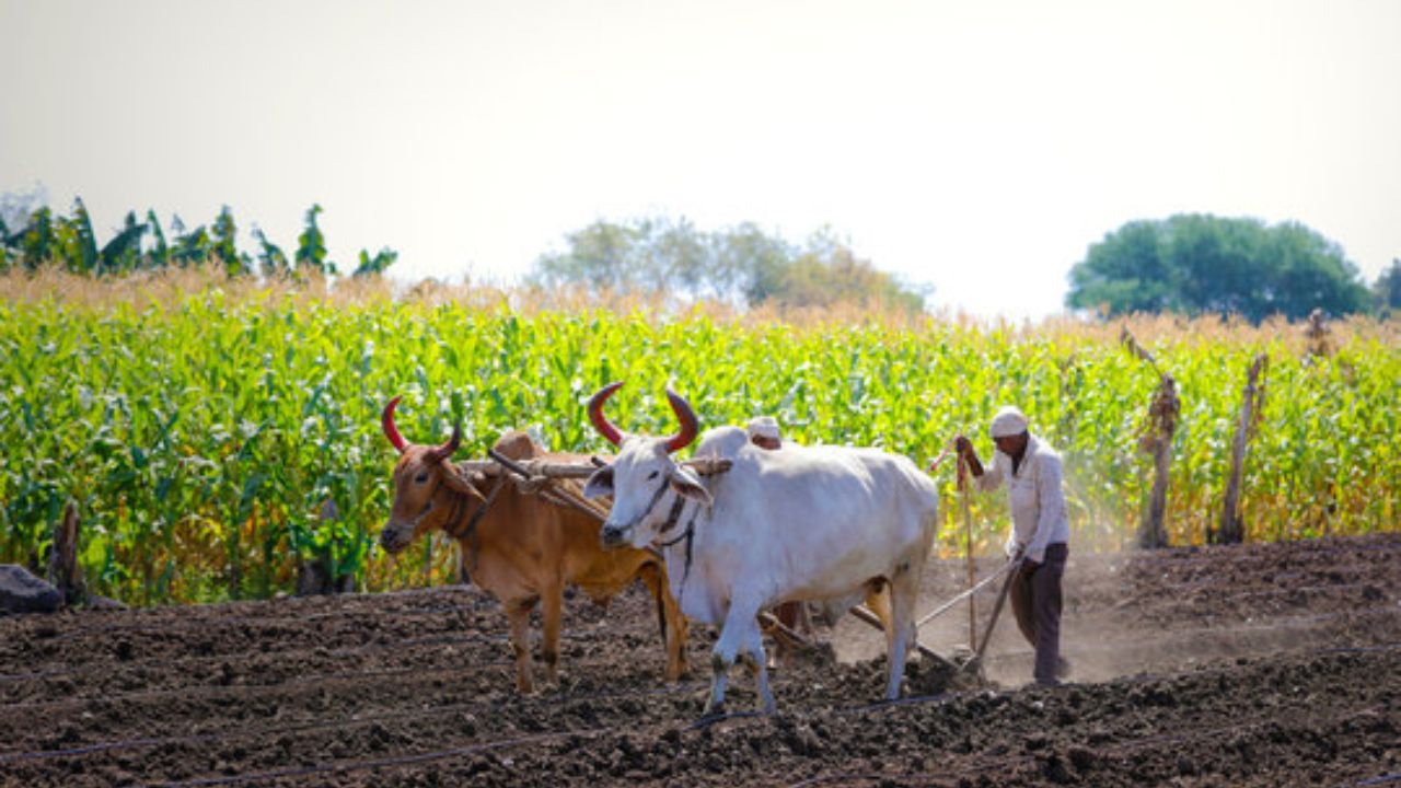 Due To Heavy Rains The Farmers Were Happy Nrka