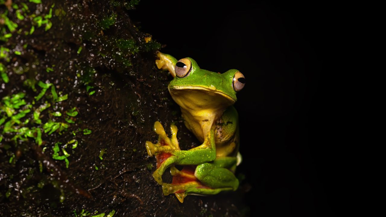 भारतातील समृद्ध जैवविविधता दर्शविणारा एक आश्चर्यकारक शोध; सापडला शिंगाचा बेडूक