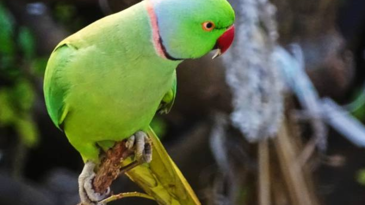 फोटो सौजन्य- istock