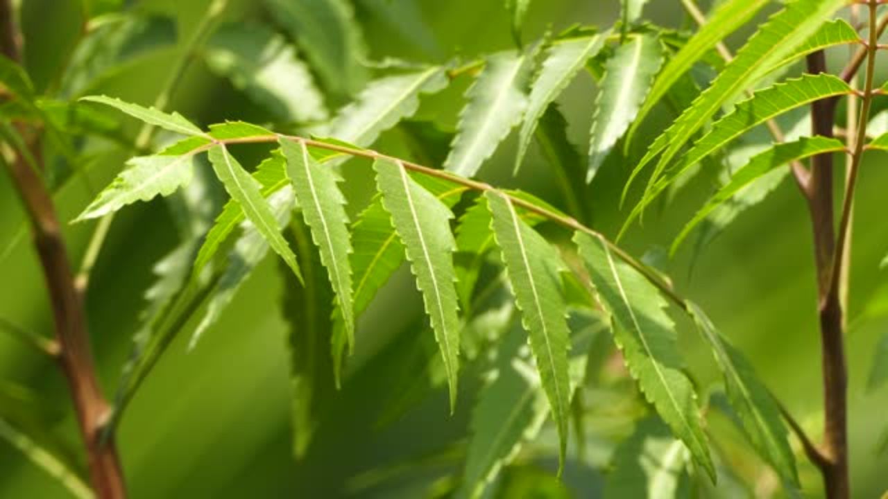अंघोळीच्या पाण्यात कडुलिंबाची पाने टाकल्याने त्वचेला होणारे फायदे