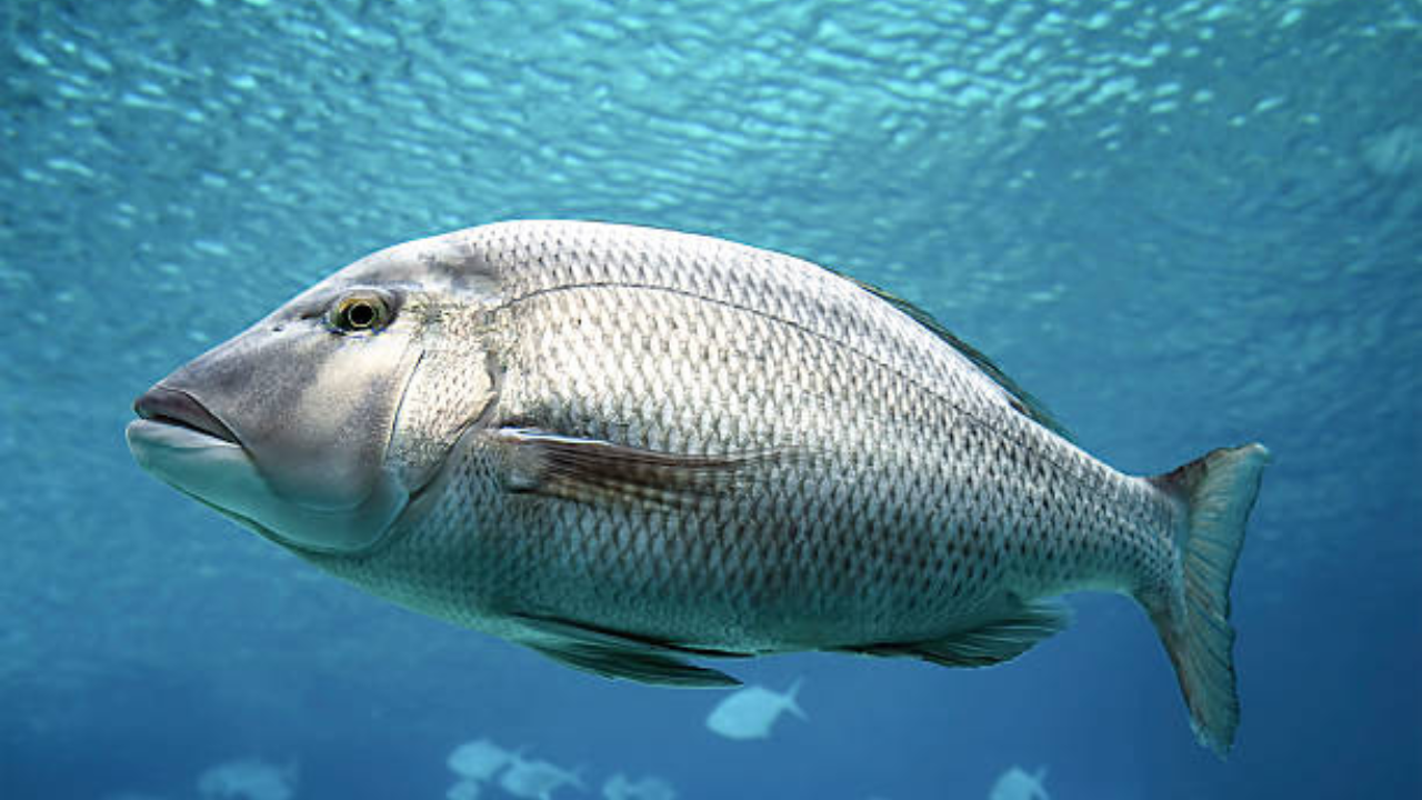 बारामुंडी मासा हा भारतीय नद्यांमधील खाऱ्या पाण्यात अधिक आढळतो. लोकांना हा मासा अधिक चवीने खायला आवडतो.