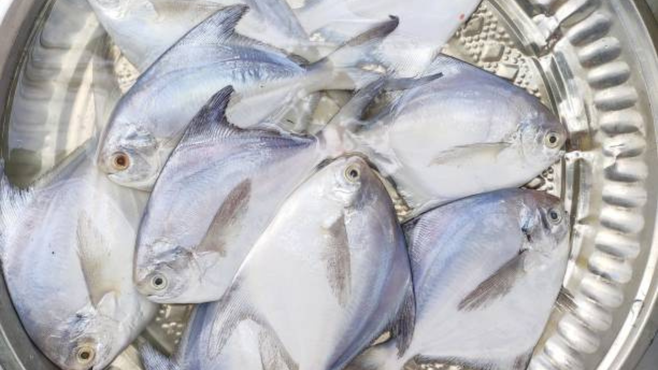 भारतामध्ये मॅकेरल या नावाने ओळखला जाणारा मासा अर्थात बटरफिशदेखील लहान नद्यांमध्ये अधिक आढळतो. याचा खाण्यात अधिक स्वाद मिळतो