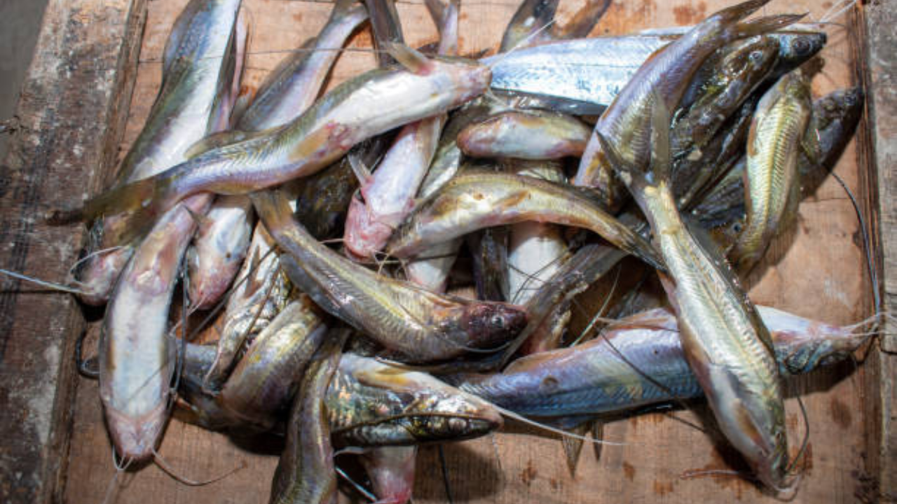 अत्यंत धोकादायक म्हणून ओळखला जाणारा मासा म्हणजे कॅटफिश. भारतीय नद्यांमध्ये याची जास्त प्रमाणात पैदास झालेली दिसून येते