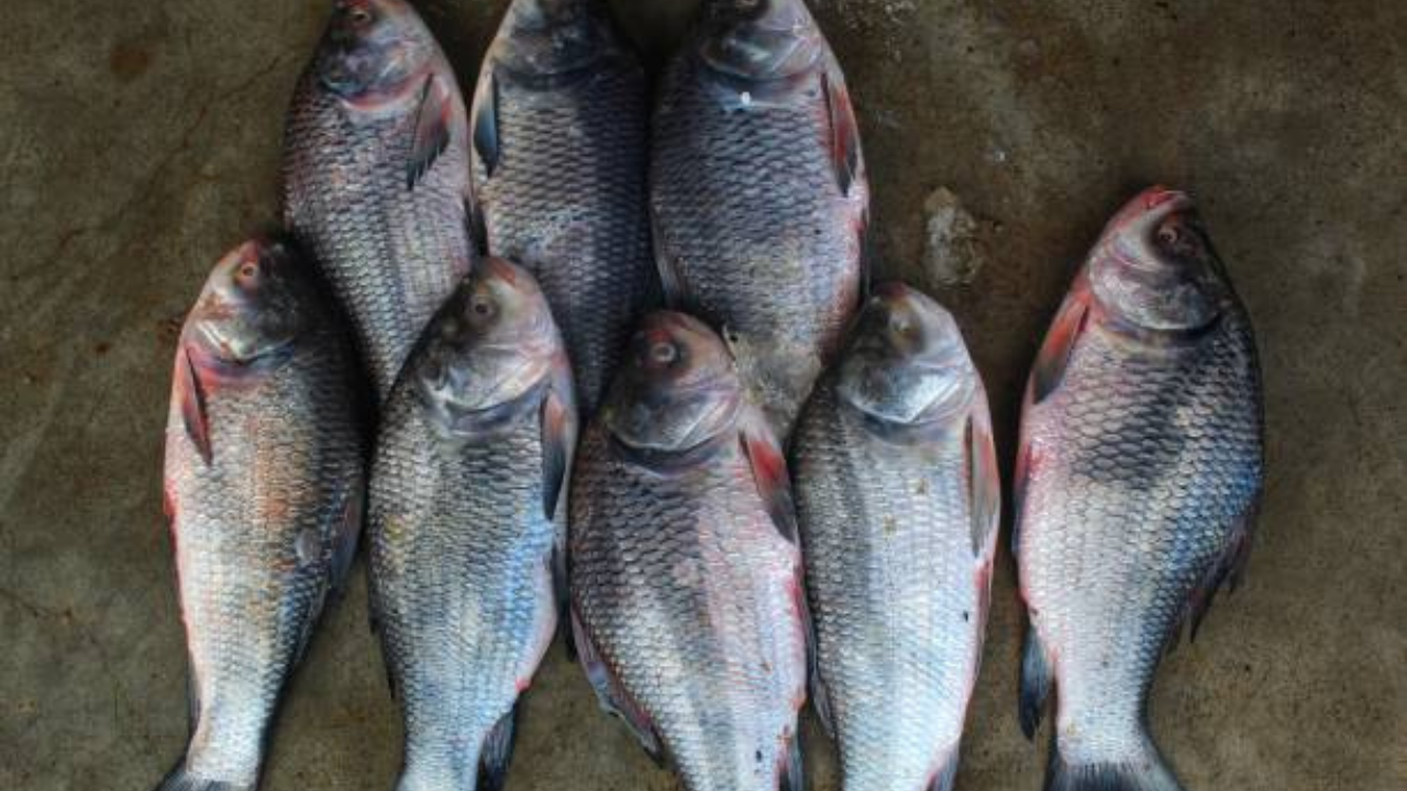 उत्तर भारतीय नद्यांमध्ये कतला हा माशाचा प्रकार अधिक आढळतो. हा मासा खूपच वेगाने वाढतो आणि याचे मांस खूपच चविष्ट लागते