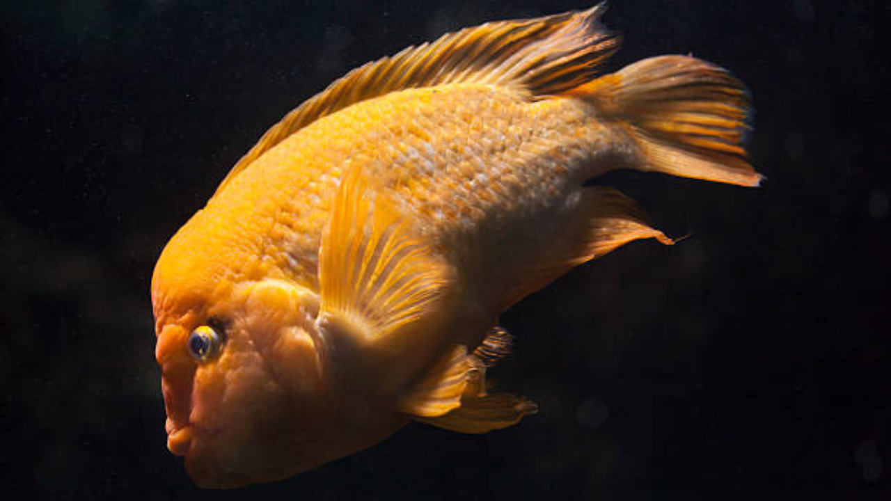 हिमालयी नद्यांमध्ये गोल्डन महसीर हा मासा अधिक आढळत असून अत्यंत शक्तीशाली मानला जातो. आपल्या मोठ्या आकार आणि ताकदीमुळे मासेमारांमध्ये हा प्रसिद्ध आहे