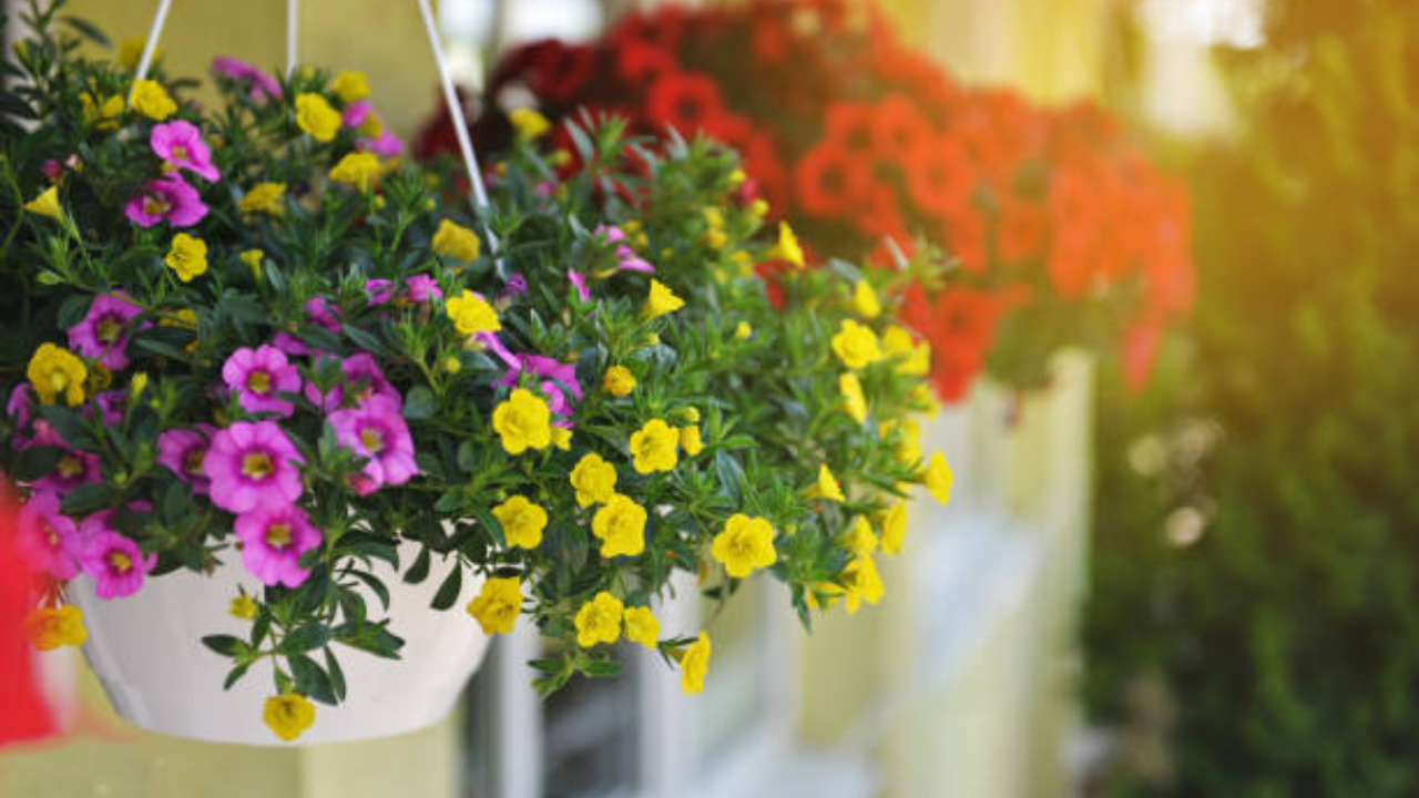 Petunia ही रंगबेरंगी फुलं आहेत आणि हँगिंग पॉट्समध्ये अधिक सुंदर पसरतात. या झाडांना मुख्यतः सूर्यप्रकाश आवडतो.