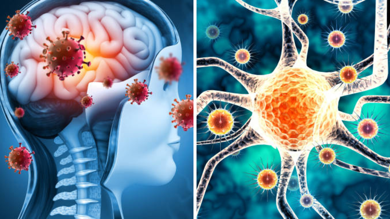 ‘निपाह’ व्हायरसचा केरळमध्ये प्रकोप, 14 वर्षाच्या मुलाचा मृत्यू, काय आहे लक्षणे