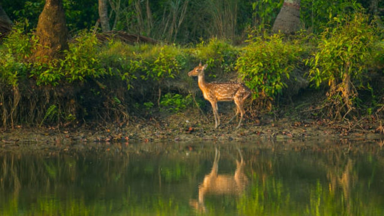 बांग्लादेश  हे जगातील सर्वात मोठे खारफुटीचे जंगल आहे. तसेच बांगलादेशातून अंदाजे 700 नद्या वाहतात