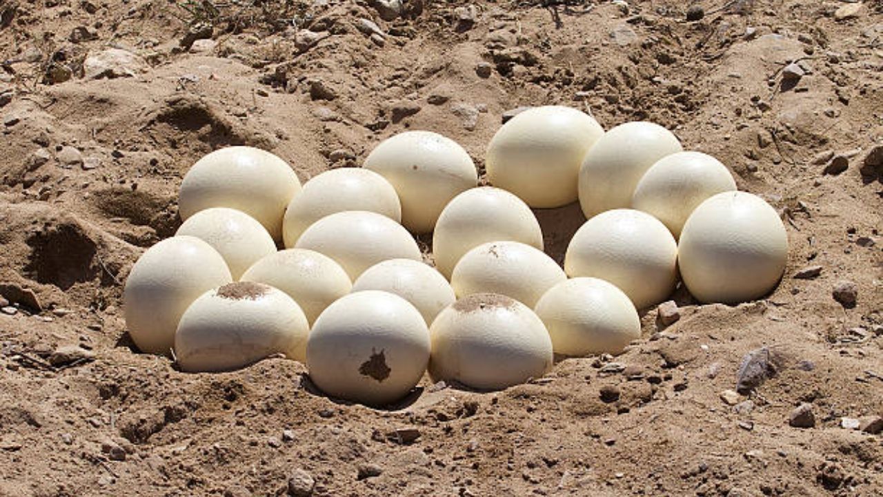 ‘हा’ पक्षी घालतो 100 पेक्षा जास्त अंडी; नाव जाणून वाटेल आश्चर्य