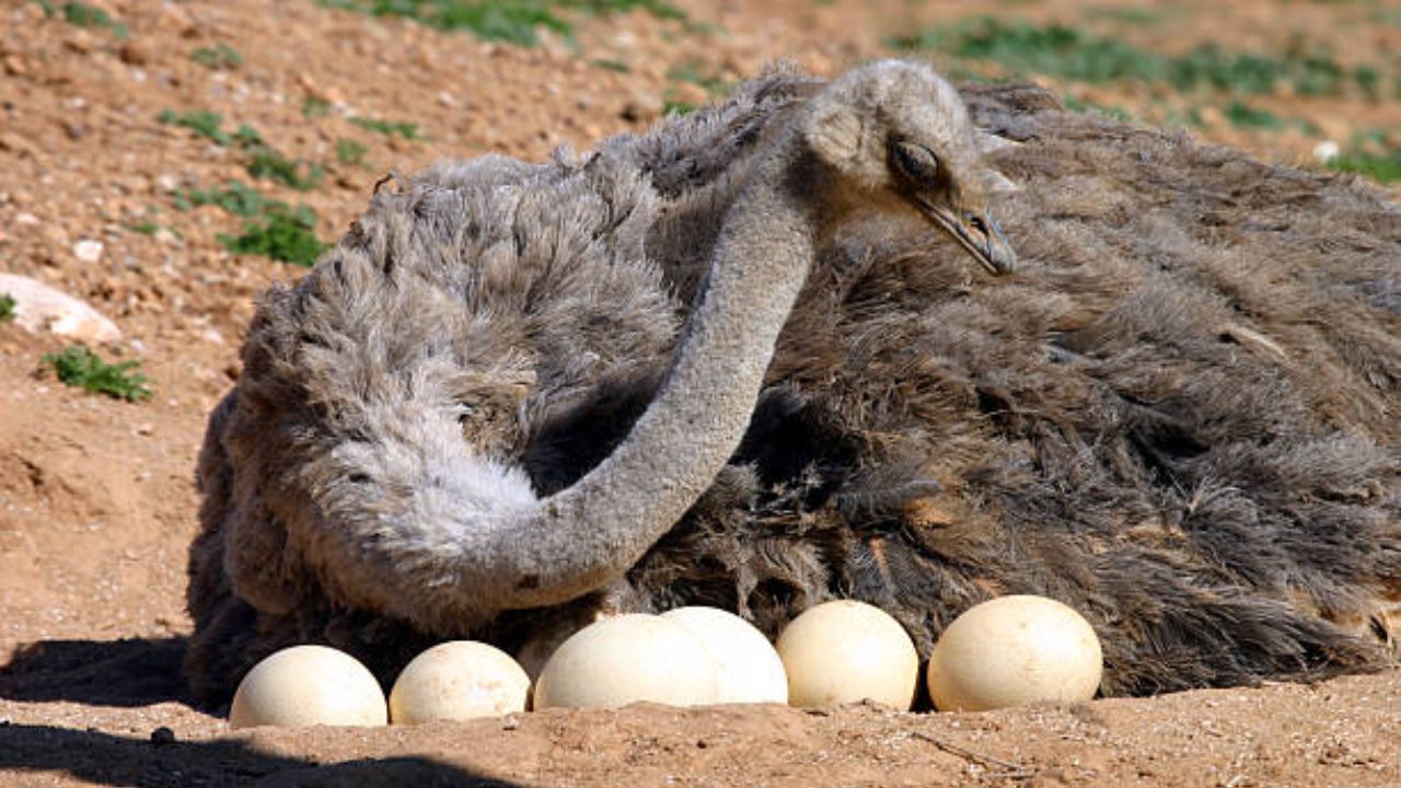 या पक्ष्याच्या एकाच घरट्यात अनेक शहामृग एकत्र अंडी घालतात आणि त्यांची संख्या 100 पर्यंत पोहोचते. ते उबविण्यासाठी शहामृग अंड्यांवर बसून वळसा घेतात