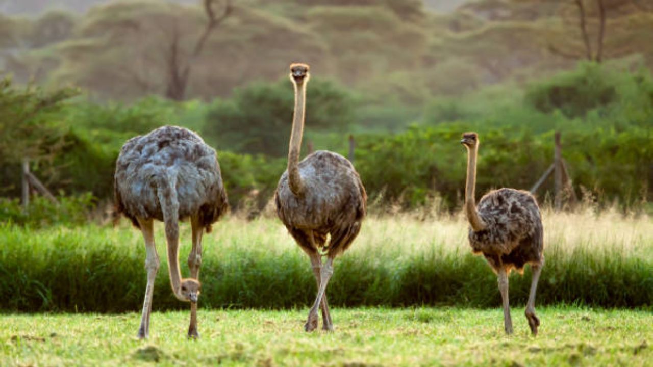 नुकतेच आंध्र प्रदेशात जगातील सर्वात जुने शहामृगाचे घरटे सापडले. या घरट्याचा व्यास 9-10 फूट होता आणि त्याच्या आत सुमारे 911 अंडी होती