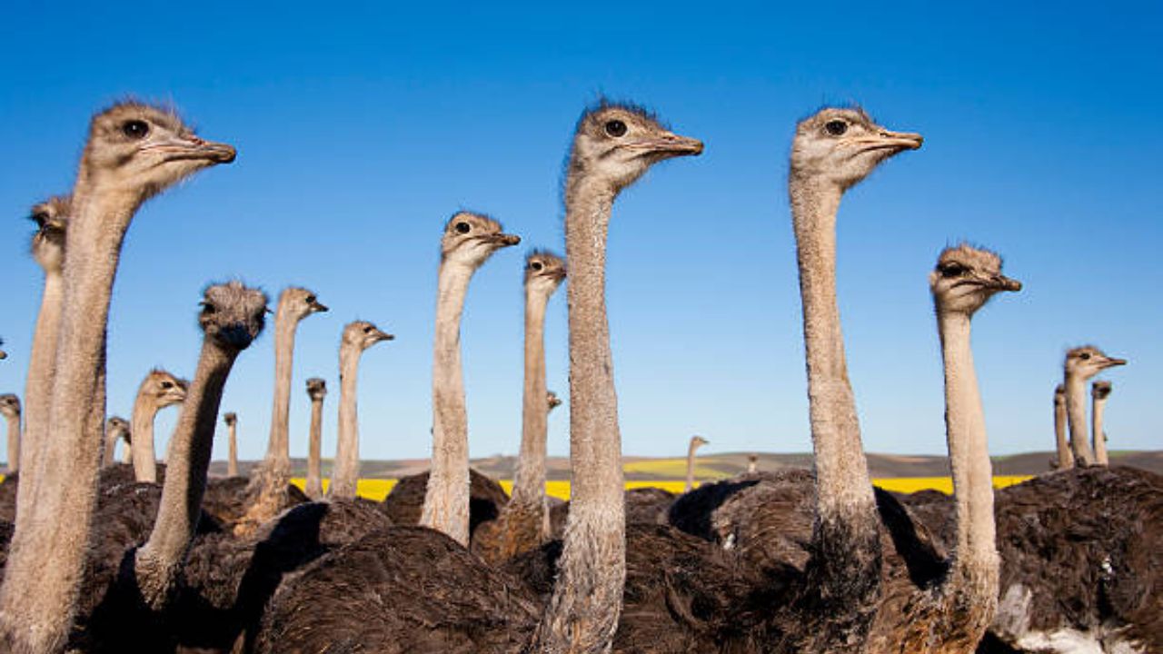 असे म्हटले जाते की शुतुरमुर्ग हा एक अतिशय जुना पक्षी आहे, जो भारतीय उपखंडात 41000 वर्षांपूर्वी अस्तित्वात होता
