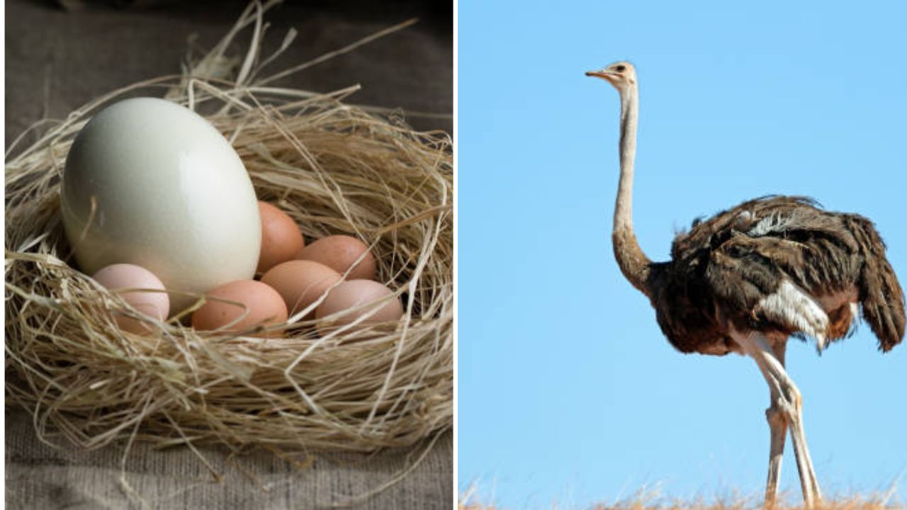 शहामृगाचे अंडे 8-10 कोंबडीच्या अंड्या एवढे असते. जर तुम्ही ते अंड घ्यायला गेलात तर शहामृग खूप आक्रमक होतात