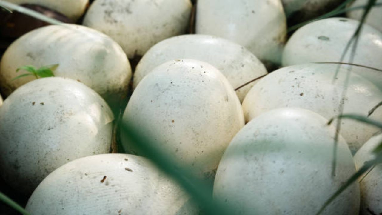 काही प्राणी एकाच वेळी दूध आणि अंडी घालतात आणि एक पक्षी देखील आहे जो एका घरट्यात 100 पेक्षा जास्त अंडी घालतो. त्या पक्ष्याचे नाव सांगू शकाल का?