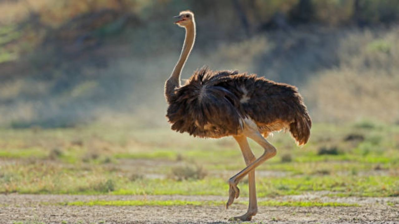 दोन पायांच्या प्राण्यांमध्ये शहामृग हा सर्वात वेगवान पक्षी आहे. शहामृग हा जगातील सर्वात मोठा पक्षी म्हणून ओळखला जातो