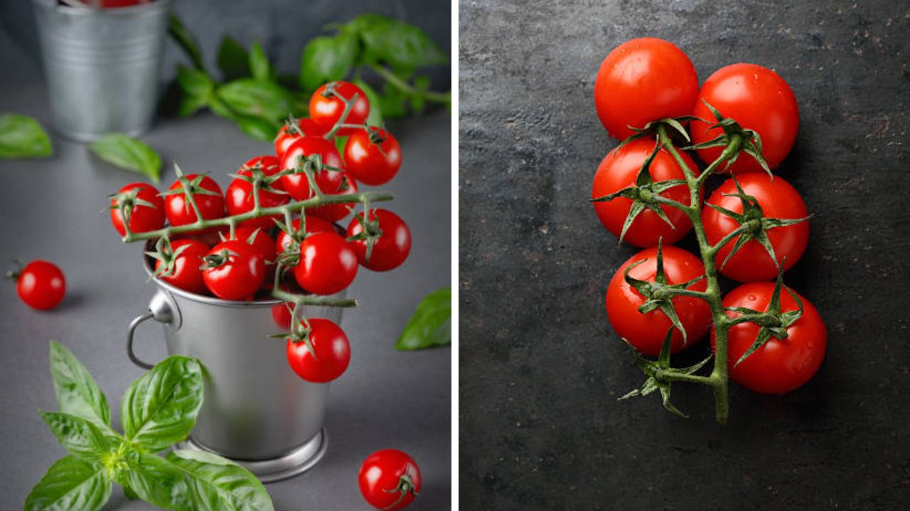 टोमॅटोमध्ये भरपूर पाणी असते. ज्यामुळे शरीरातील पाण्याची पातळी नियंत्रणात राहण्यास मदत होते. 