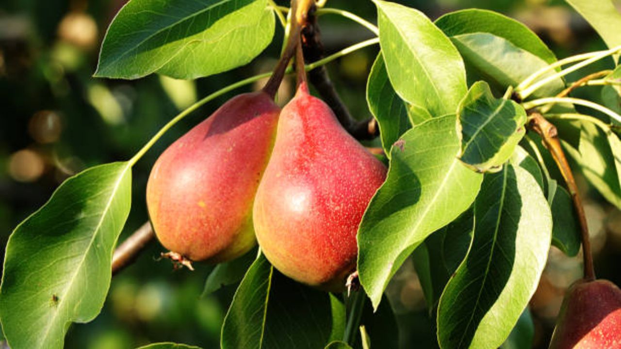 लाल नाशापाती खाण्याचे फायदे