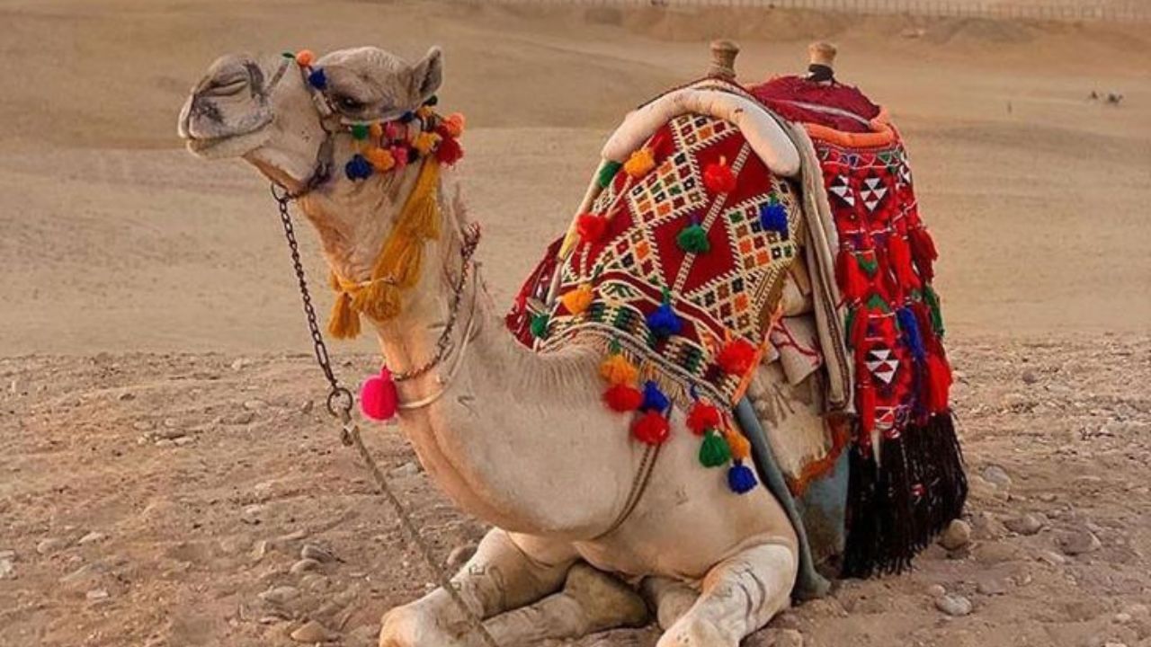 खरं तर एखादा ऊंट 40 ते 50 वर्षे जिवंत राहू शकतो. 