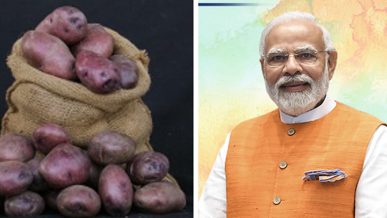 CPRI शिमलाने केल्या बटाट्याच्या नवीन तीन जाती विकसित पंतप्रधान मोदींच्या हातून लोकार्पण सोहळा