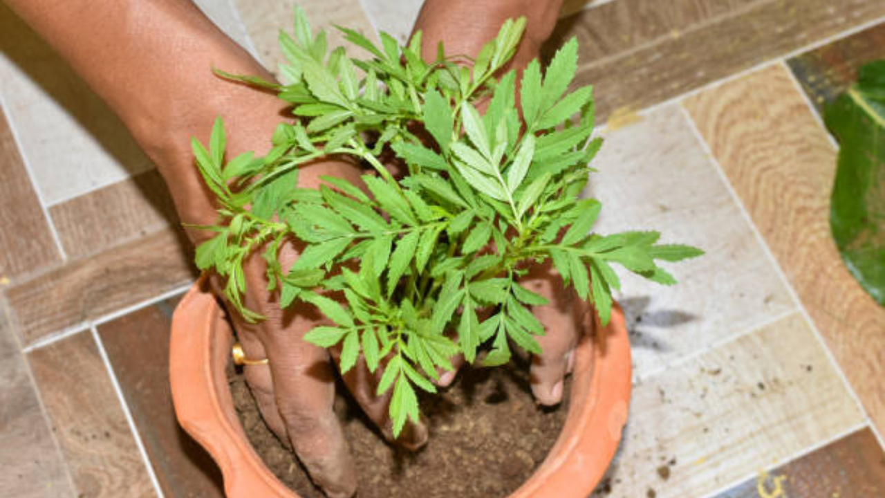घरच्या घरी सेंद्रिय खत कसे बनवायचे जाणून घ्या टिप्स