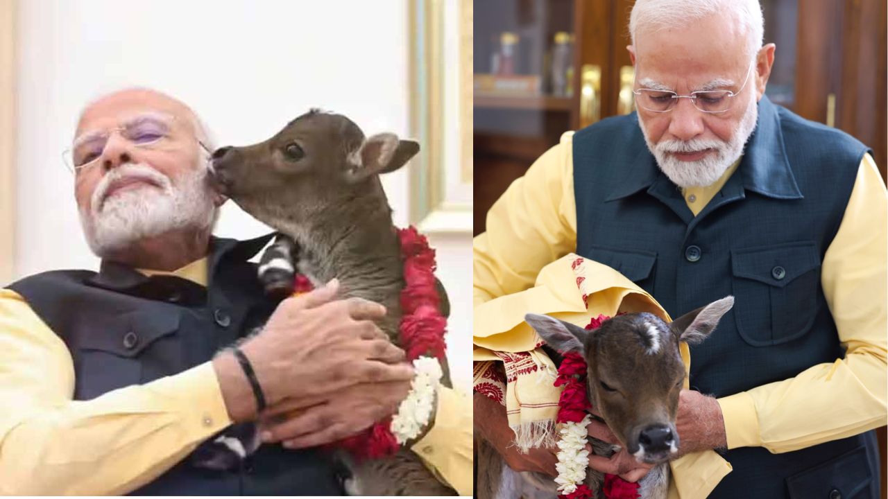 पंतप्रधानांच्या निवासस्थानी 'दीपज्योती'चे आगमन, प्रिय माता गायीने दिला वासराला जन्म (फोटो सौजन्य- Narendra Modi x Page)