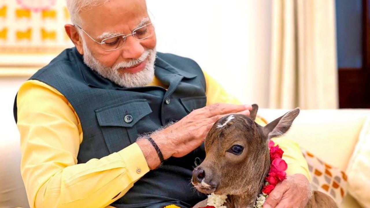 आंध्र प्रदेशातील पीएम मोदींच्या निवासस्थानी पुंगनूर जातीच्या गायी राहतात. त्यांची उंची केवळ अडीच ते तीन फूट आहे. पुंगनूर जातीचे वासरू किंवा गाय जन्माला येते तेव्हा त्याची उंची फक्त 16 इंच ते 22 इंच असते. ही गाय अत्यंत पौष्टिक दूध देते.