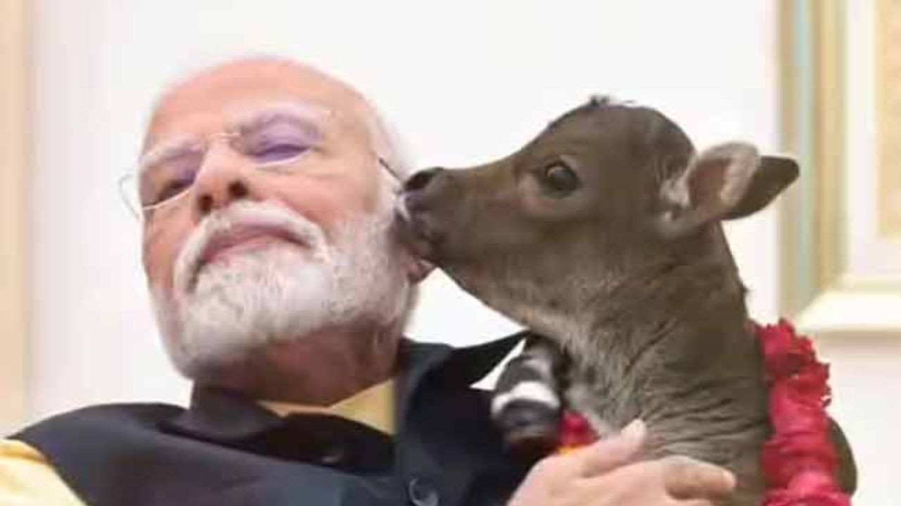 यावर्षी मकर संक्रांतीच्या दिवशी पंतप्रधान मोदींनी गायींना चारा खाऊ घातला होता. या गायी त्यांच्या जाती आणि उंचीमुळे चर्चेत असतात. त्यांची छायाचित्रे समोर येताच. सोशल मीडियावरही त्यांची खूप चर्चा झाली.