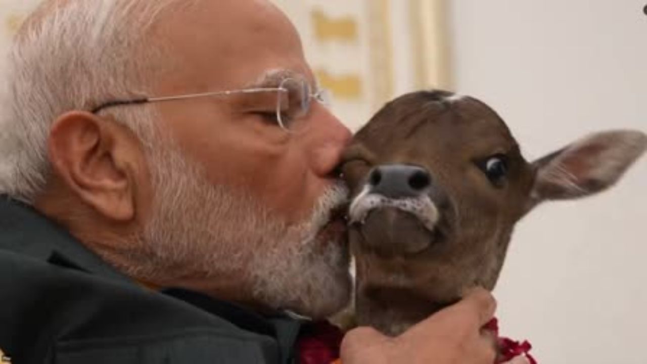 दूध देखील 8% चरबीसह औषधी गुणधर्मांनी समृद्ध आहे. याचे दूध अनेक प्रकारच्या आजारांवर प्रभावी आहे. ही गाय दररोज 3 ते 5 लिटर दूध देते. मात्र, त्याची किंमत सांगितली तर एक गाय एक ते पाच लाख रुपयांना मिळते.