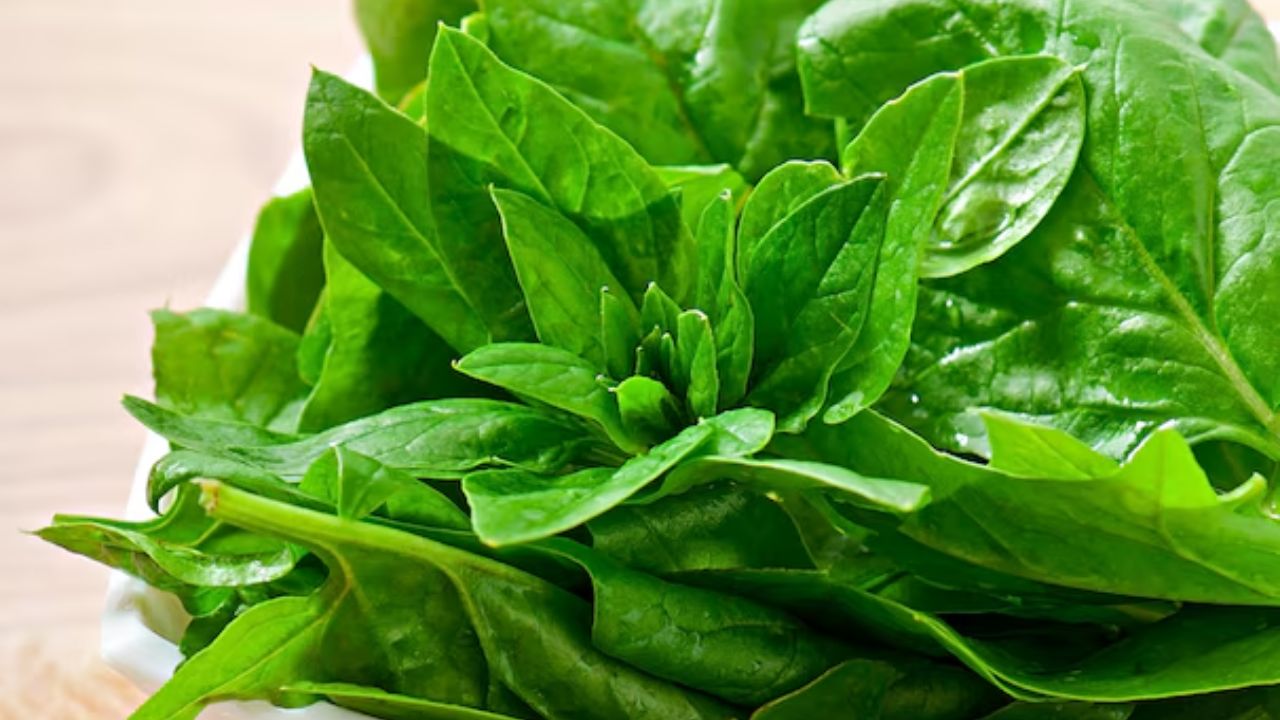 पालक केवळ लोहाचा उत्कृष्ट स्रोत नाही तर त्यात व्हिटॅमिन के देखील भरपूर आहे. त्यात व्हिटॅमिन K1 (फायलोक्विनोन) ची चांगली मात्रा असते, जे रक्त गोठण्यास आणि हाडांच्या आरोग्यासाठी फायदेशीर आहे.