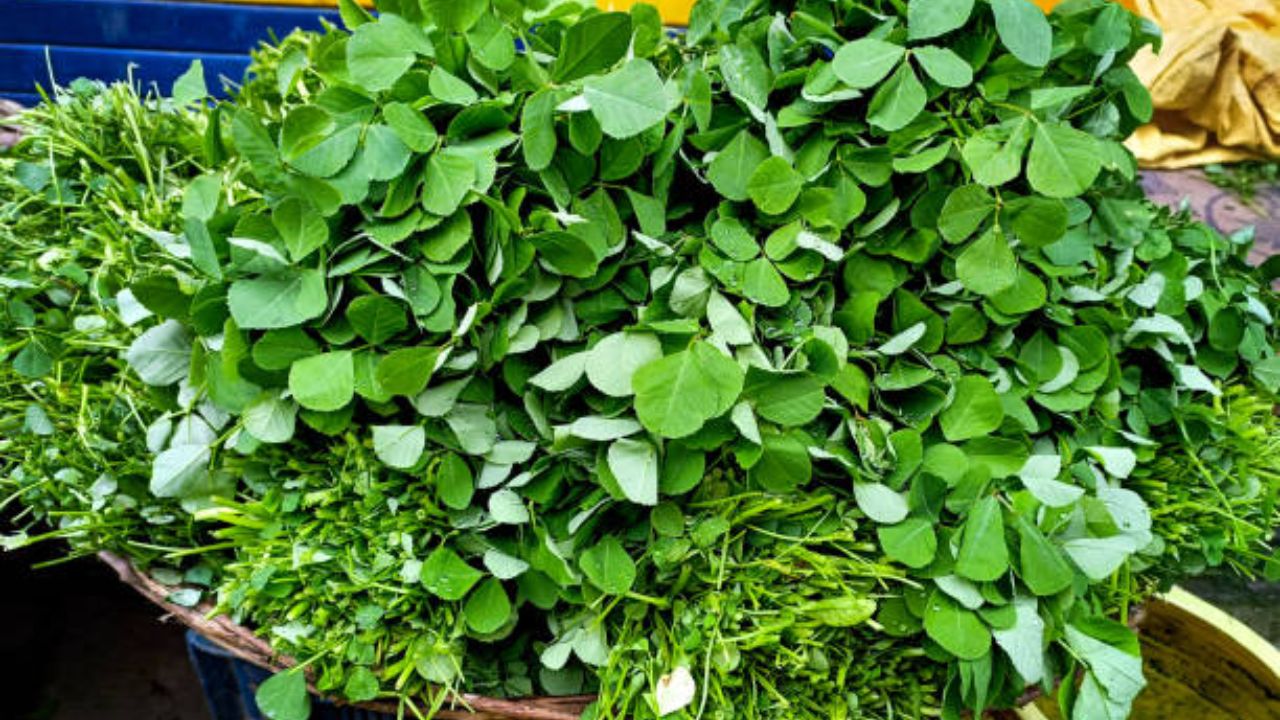 मेथीच्या पाण्यात ट्रिप्टोफॅन असते जे मेंदूचे आरोग्य वाढवते. हे तणाव आणि चिंता कमी करण्यास देखील मदत करू शकते. 