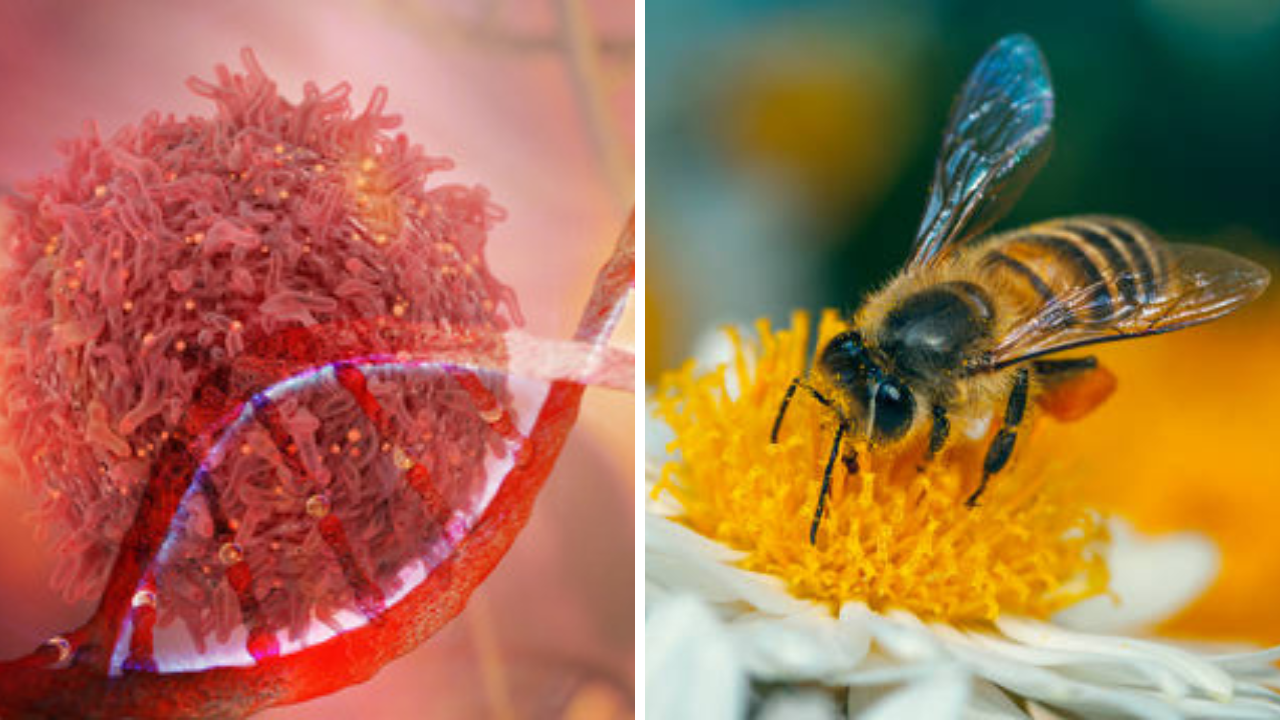 Canser Insect अफलातून शोधः 1 तासात कॅन्सरचे सेल्स नष्ट करणार मधमाशीचे विष | Navarashtra