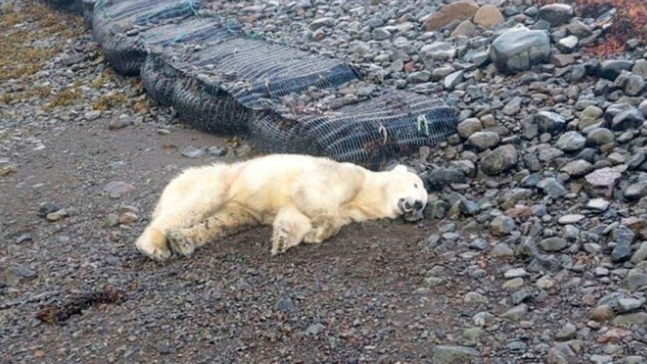 Rare polar white bear spotted in Iceland for first time in 8 years The police shot him dead