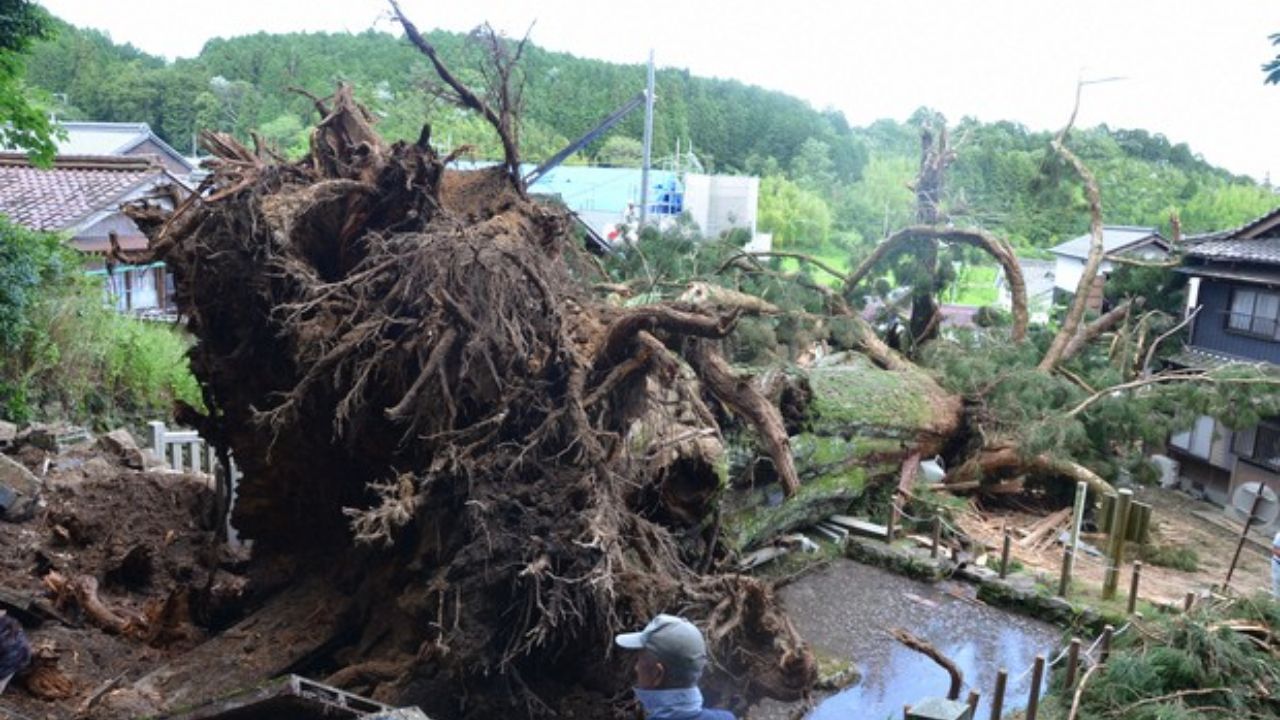 जपानमधील 3000 वर्ष जुने देवदार वृक्ष पडले वादळाचा बळी; संपूर्ण बेटच झाले उध्वस्त