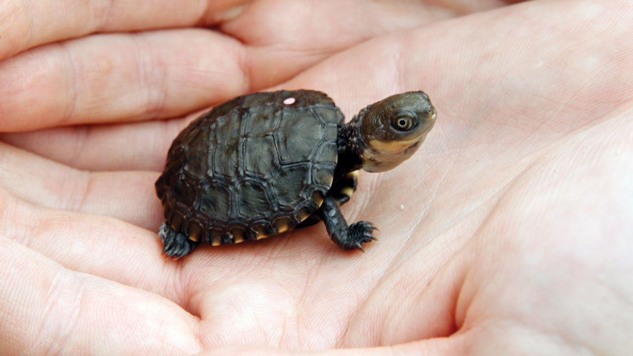 Scientists in Perth Australia have decided to save a very rare species of turtle called Western Swamp Turtles