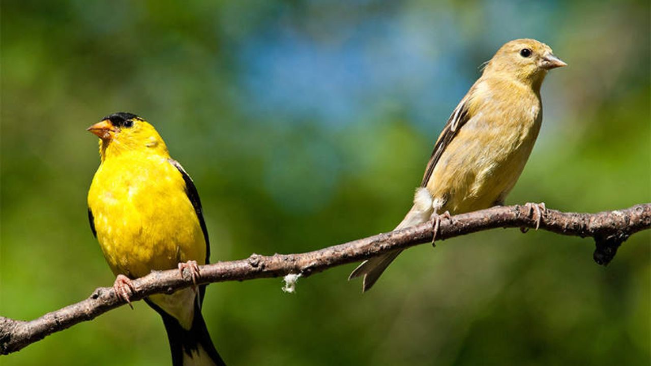 yellow finch birds attract each other by singing together