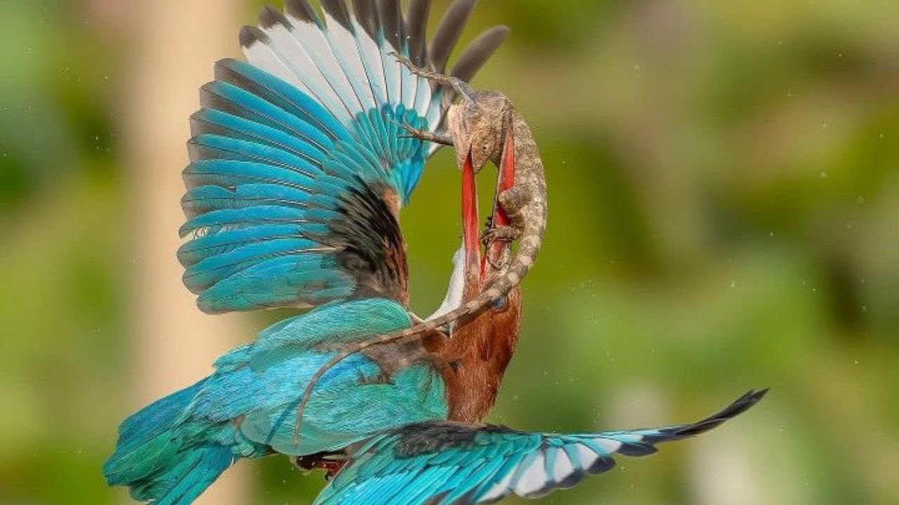 प्रकाशित झालेल्या या अभ्यासात लेखकांनी लिहिले आहे की, 'गेल्या 1,30,000 वर्षांत ज्ञात पक्ष्यांच्या प्रजातींपैकी पाच टक्के प्रजाती नामशेष झाल्या आहेत.