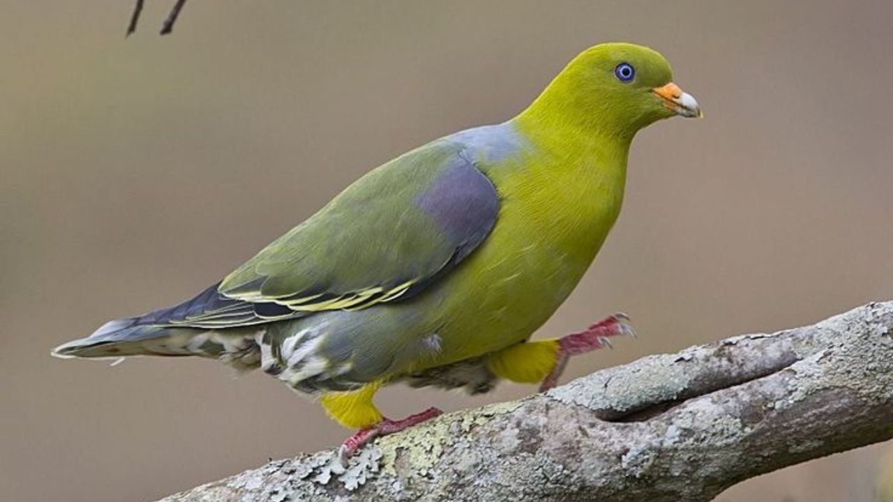 डोडो हा कबूतर कुटुंबातील एक जड, कमी उडणारा पक्षी आहे आणि त्याचे मूळ निवासस्थान मॉरिशस बेट होते, तर 'कौई ओ' चे निवासस्थान मूळचे हवाईयन बेट होते आणि 2023 मध्ये या पक्षांच्या नामशेष होण्याची घोषणा करण्यात आली.