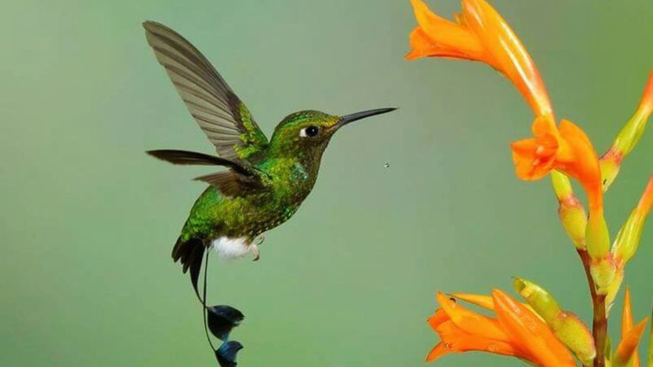 ब्रिटनच्या बर्मिंगहॅम विद्यापीठाच्या नेतृत्वाखालील संशोधकांनी सांगितले की, प्लेस्टोसीन युगाच्या समाप्तीपासून 'डोडो' आणि 'काउई ओ' या पक्ष्यांच्या किमान 600 प्रजाती मानवामुळे नामशेष झाल्या आहेत. हा कालावधी 2.6 दशलक्ष वर्षांपूर्वीपासून 11,700 वर्षांपूर्वीपर्यंतचा आहे, जेव्हा आधुनिक मानव जगभर पसरू लागला.