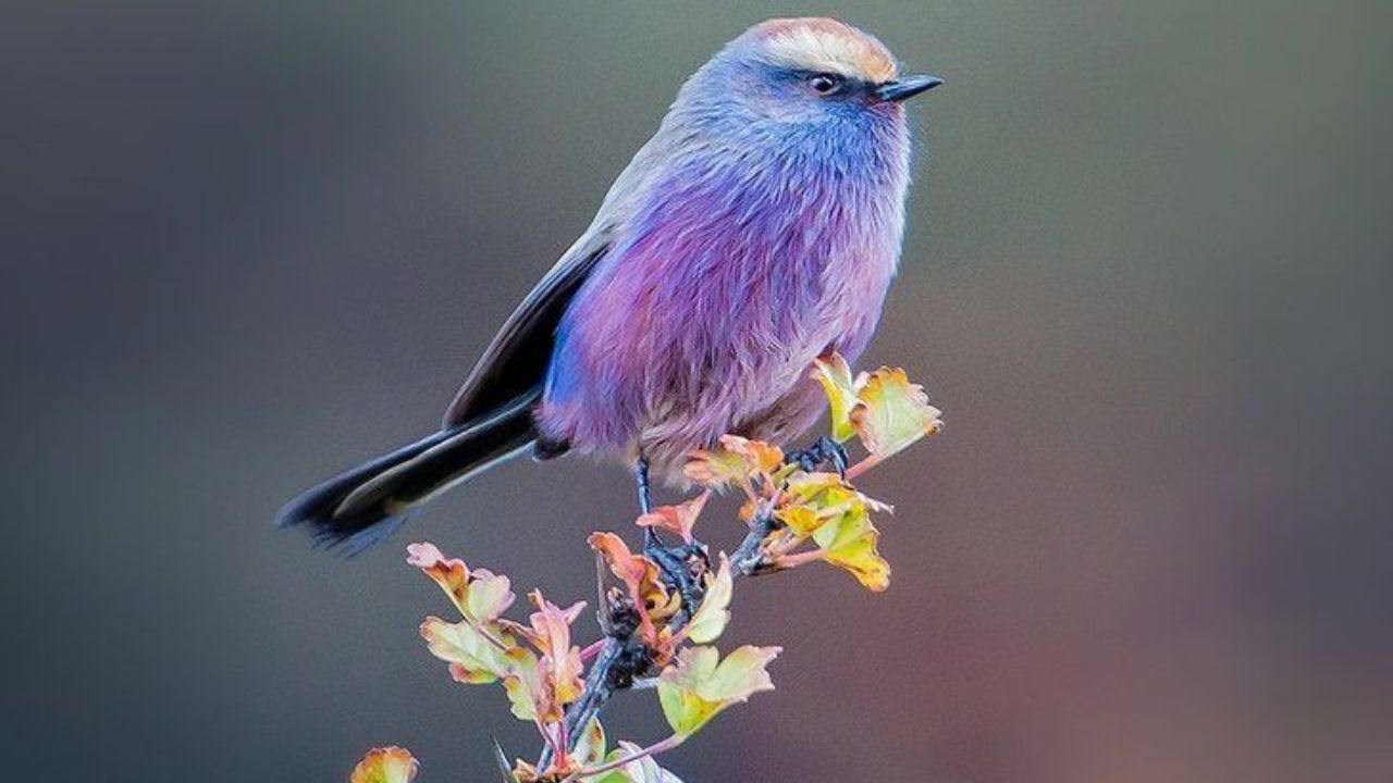 अभ्यासात असे आढळून आले की या विलुप्ततेचा परिणाम म्हणजे, तीन अब्ज वर्षांचा अद्वितीय उत्क्रांती इतिहास देखील नष्ट झाला.