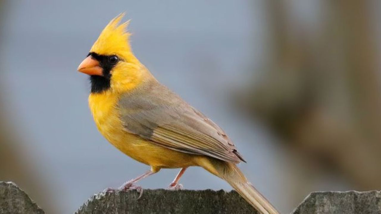 गेल्या 1,30,000 वर्षांत मानवामुळे पक्ष्यांच्या प्रजाती नष्ट झाल्यामुळे पर्यावरणातील पक्ष्यांची कार्यात्मक विविधता लक्षणीयरीत्या कमी झाली आहे. एका नव्या अभ्यासातून ही बाब समोर आली आहे.