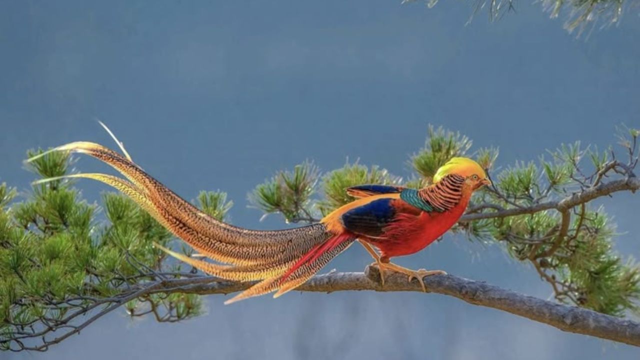 बर्मिंगहॅम विद्यापीठाचे प्रमुख संशोधक टॉम मॅथ्यू म्हणाले, जेव्हा प्रजाती नामशेष होतात तेव्हा पर्यावरणीय विविधतेतील त्यांची विशेष भूमिकाही संपुष्टात येते.