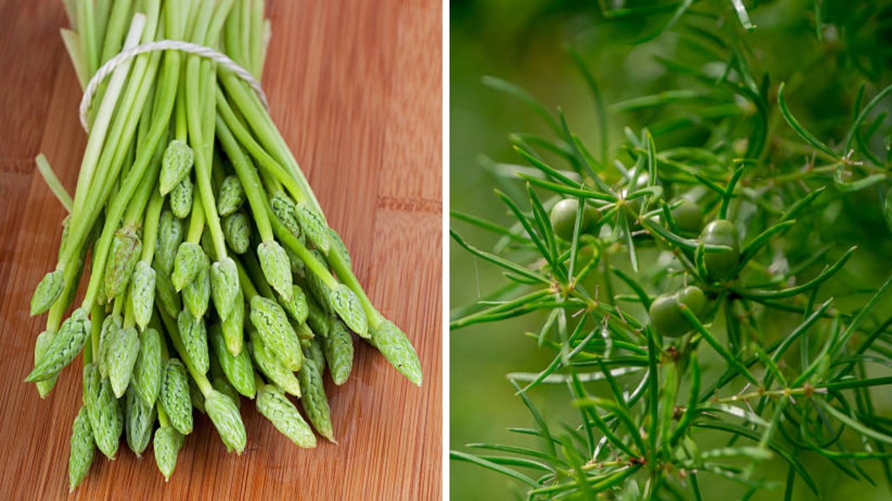 रोगप्रतिकारशक्ती सुधारण्यासाठी रोजच्या आहारात नियमित शतावरी किंवा अश्वगंधा पावडरचे सेवन करावे. यामुळे शरीराची रोगप्रतिकारशक्ती सुधारते. 