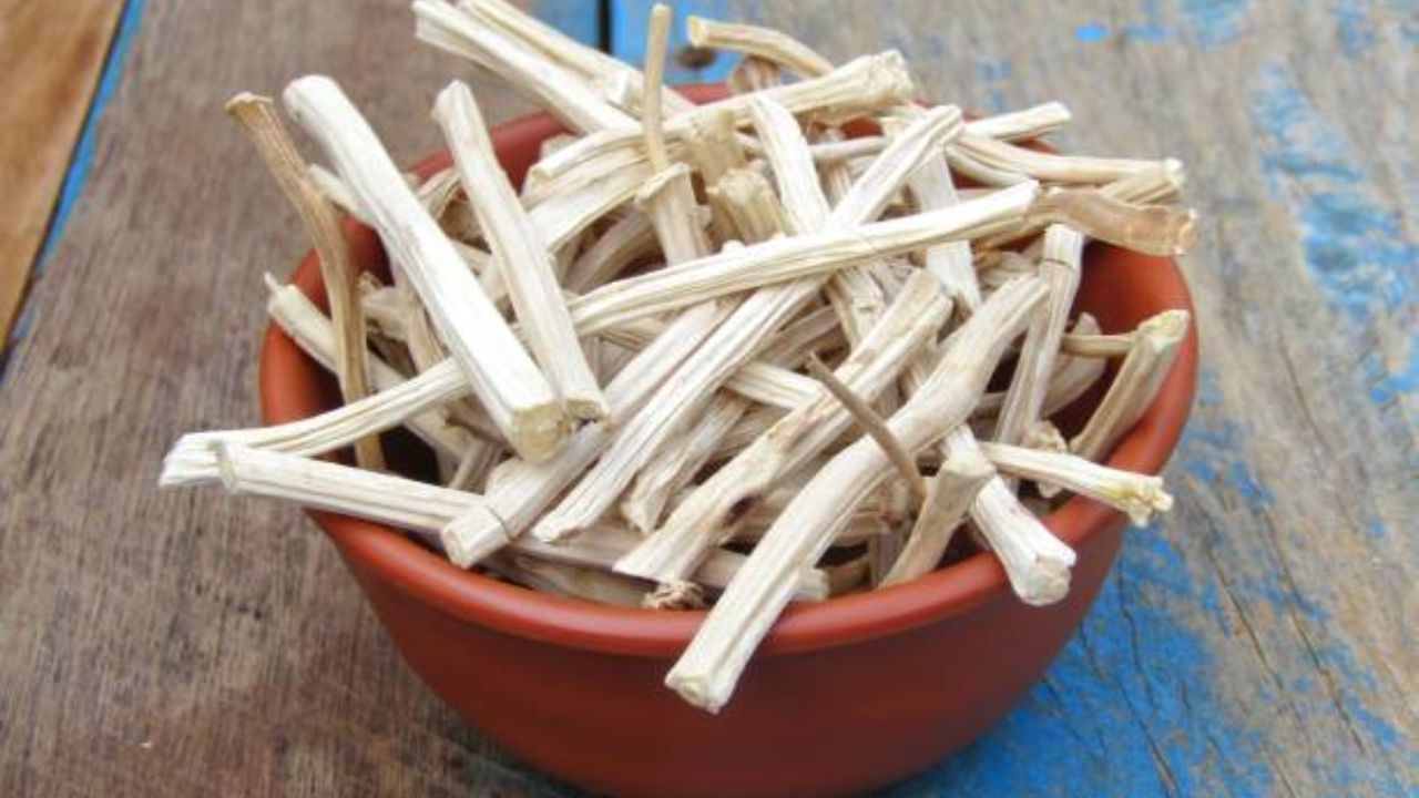 मासिक पाळीच्या वेदनांपासून आराम मिळवण्यासाठी शतावरीचे सेवन करावे. शतावरी पावडर तुम्ही दुधात मिक्स करून नियमित रात्री झोपताना पिऊ शकता. 