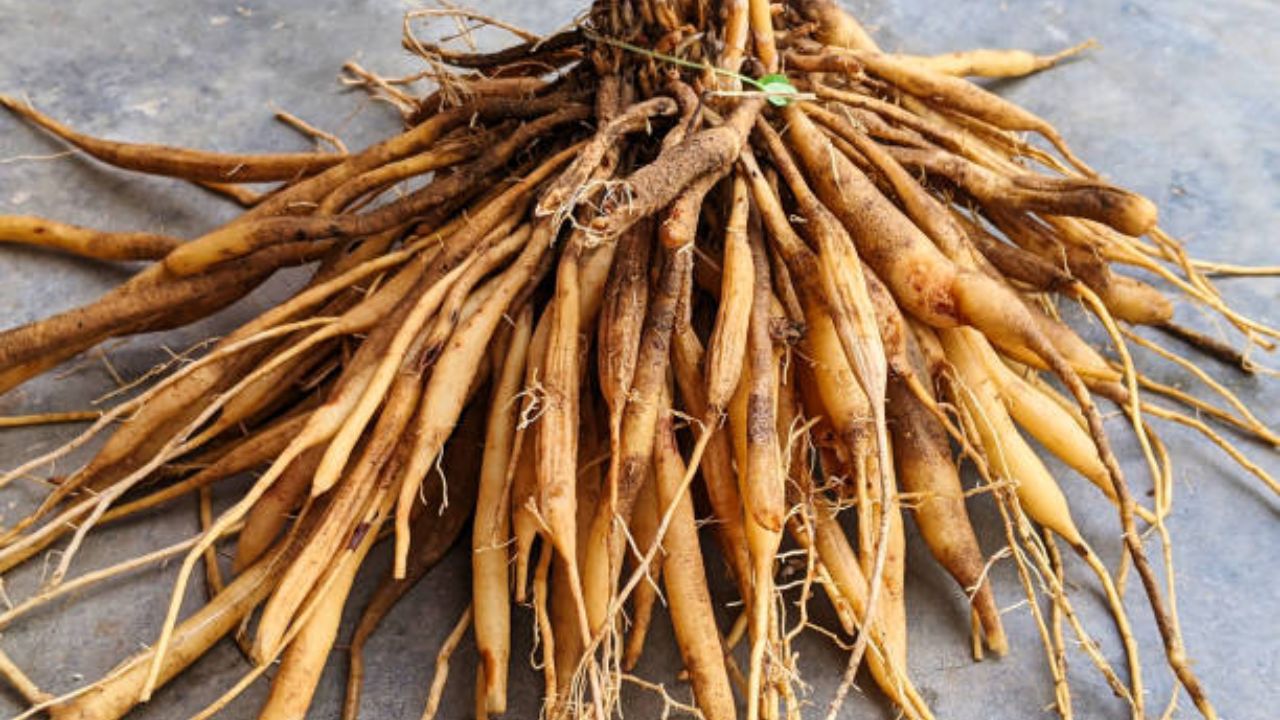 पचनक्रिया सुधारण्यासाठी तुम्ही शतावरीचे सेवन करू शकता. यामुळे पचनसंबंधित समस्या दूर होतात. 