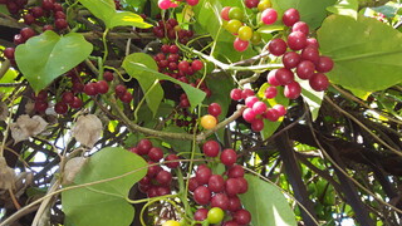 गुळवेल खाण्याचे आरोग्यासाठी अनेक फायदे आहेत. आयुर्वेदेतातील सर्वाधिक गुणकारी अशी वनस्पती असून कोणत्या गोष्टींसाठी वापरता येईल याबाबत आयुर्वेदिक डॉक्टर दीक्षा भावसार यांनी आपल्या सोशल मीडिया अकाऊंवरून सांगितले आहे