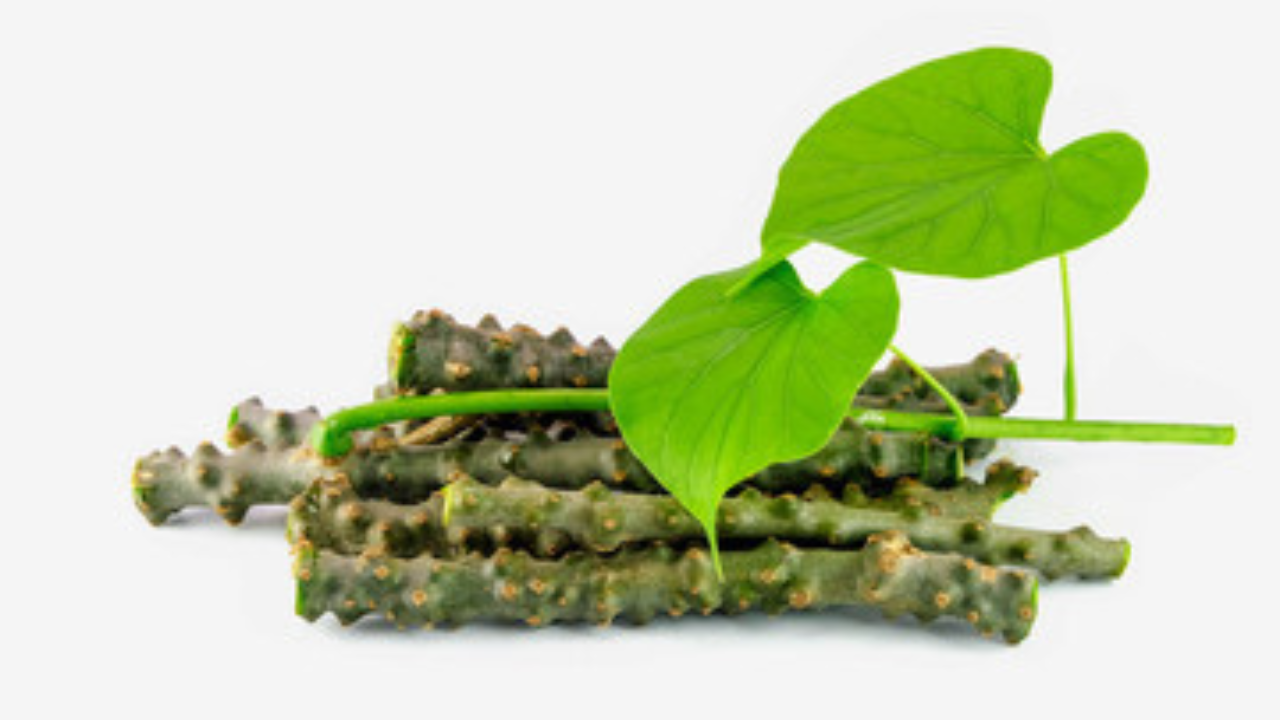 ही आयुर्वेदिक औषधी वनस्पती अँटी-बायोटिक, अँटी-एजिंग, अँटी-ऑक्सिडंट, अँटी-व्हायरल, अँटी-डायबेटिक आणि कॅन्सर-विरोधी औषध आहे. याचे सेवन प्रत्येकजण करू शकतो