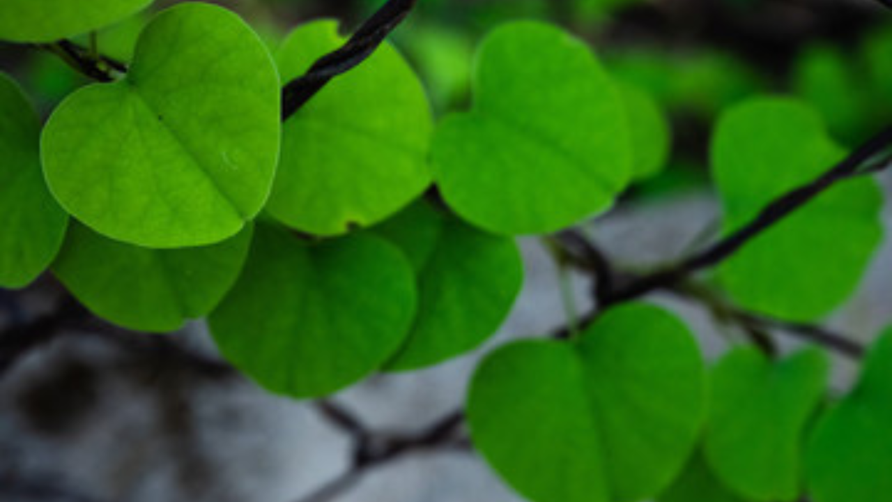 तुम्ही जेवणाच्या 1 तास आधी सकाळी 10 मिली गुळवेल रोज कोमट पाण्यात मिक्स करून सुरुवात करू शकता. हा गुळवेलाचा रस सर्वात शक्तिशाली असतो पण पचायला जड असतो त्यामुळे फक्त चांगले चयापचय असलेल्या लोकांनीच तो प्यावा. आपल्या डॉक्टरांच्या परवानगीशिवाय अजिबात पिऊ नये 