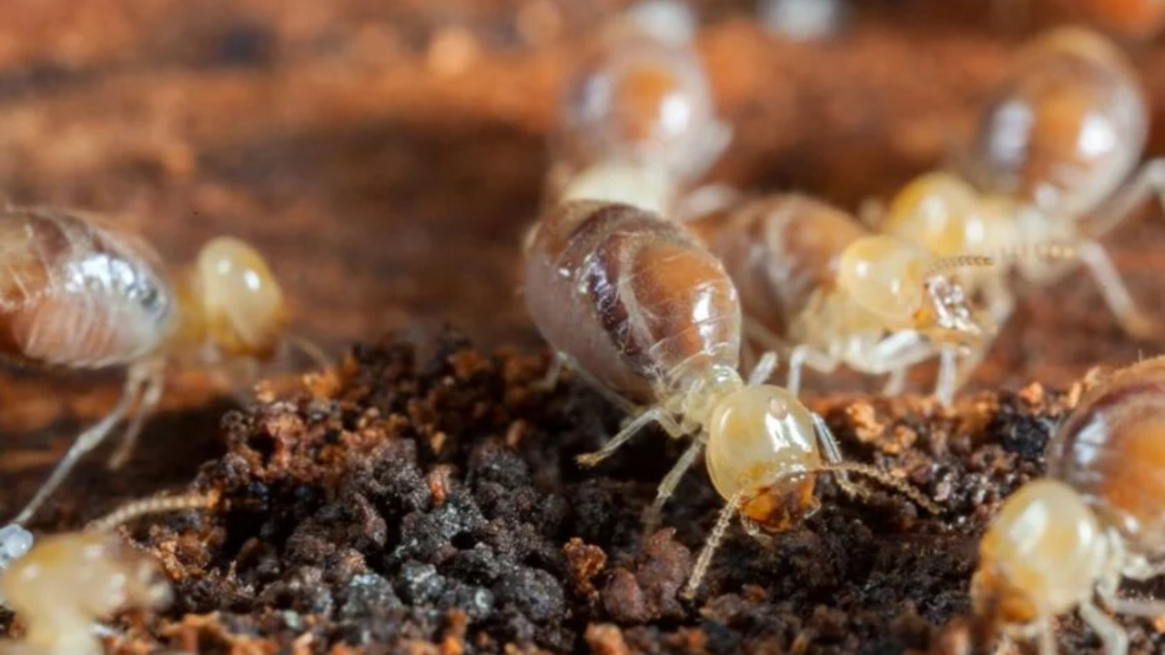 लाकूड आणि सेंद्रिय पदार्थ खाण्यासाठी प्रसिद्ध असलेला प्राणी, जेव्हा तो आपल्या शत्रूला मारतो तेव्हा त्याचाही मृत्यू होतो. आज या खास प्राण्याबद्दल जाणून घेऊया.  