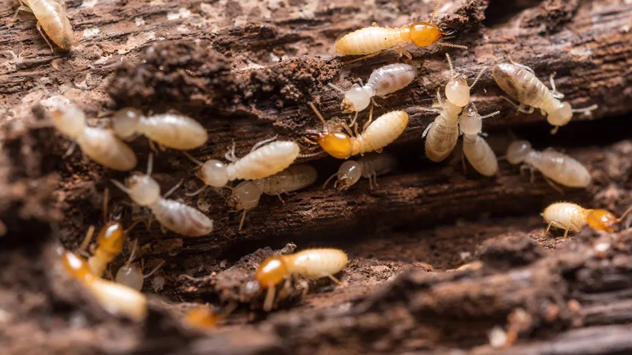 तथापि वाळवीची आत्मघाती प्रवृत्ती समजून घेण्यासाठी, आपल्याला त्यांच्या संरक्षणाची यंत्रणा आणि वसाहती पहाव्या लागतील. जेव्हा वाळवीला धोका वाटतो तेव्हा ते त्यांच्या वसाहतींचे संरक्षण करण्यासाठी स्वतःचा त्याग करू शकतात. ही प्रक्रिया वाळवीच्या विशेष वर्गाद्वारे केली जाते, ज्याला सोल्जर वाळवी म्हणतात.